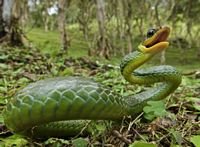 pic for Green snake 